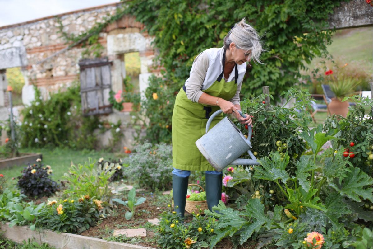 Senior woman watering a vegetable garden