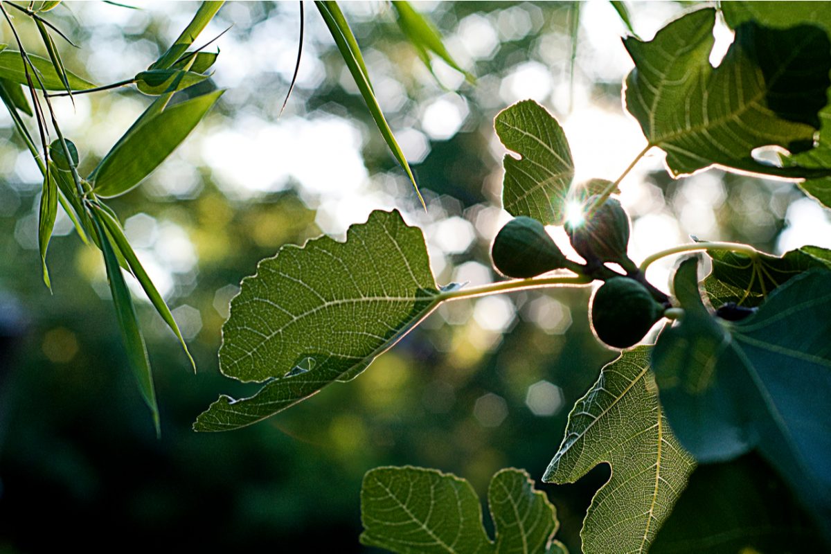 A close-up of leaves growing with sunlight in the background.