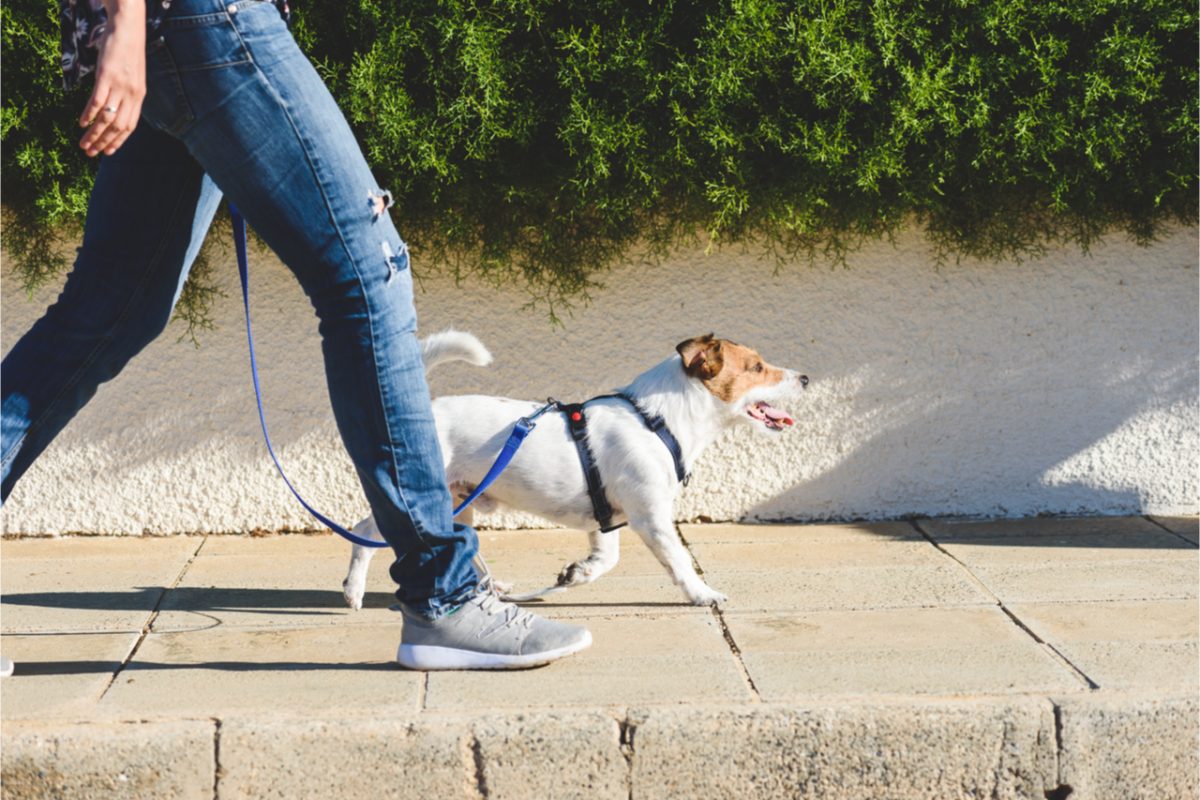 Someone walking a dog.