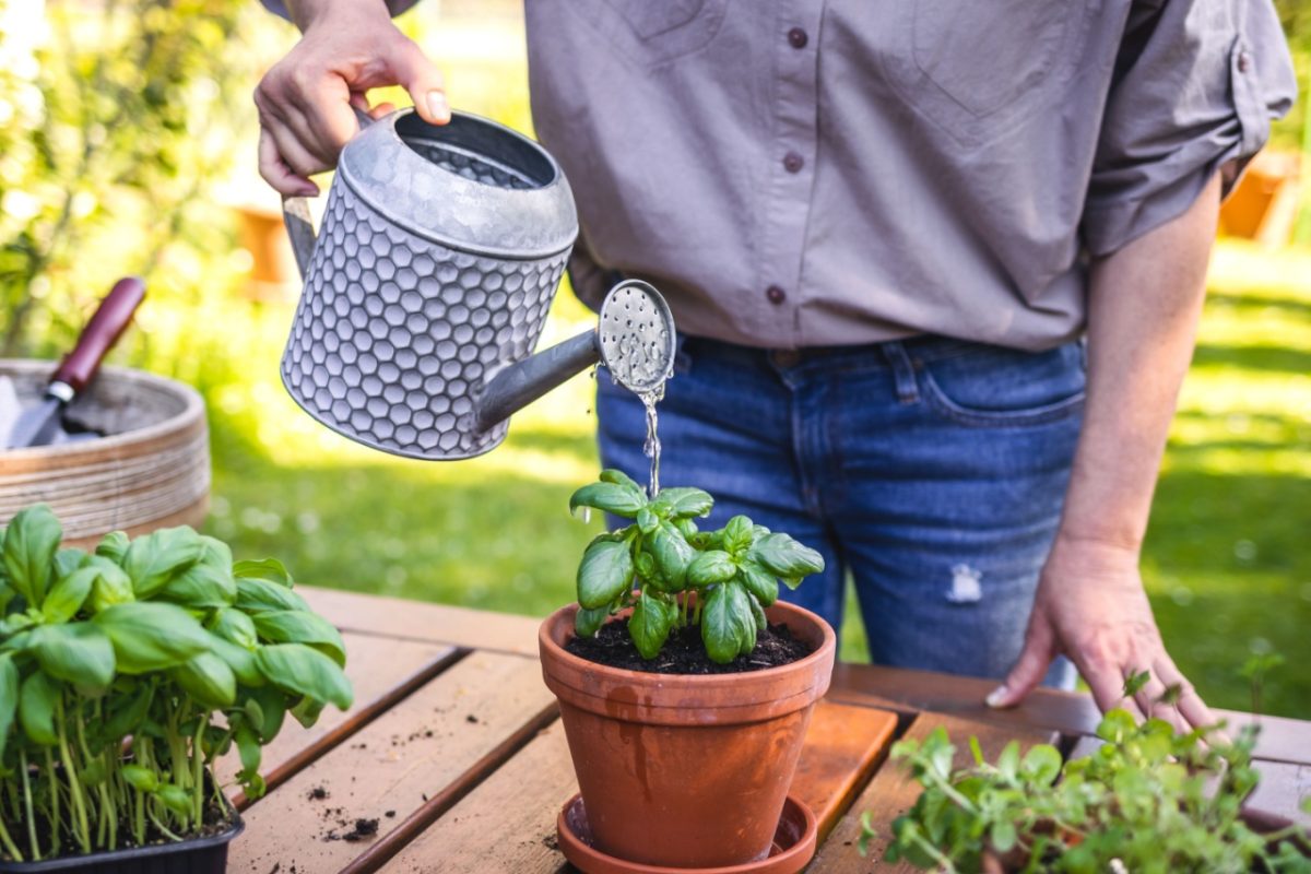 A man watering plants.